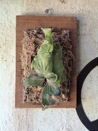 Platycerium Elemaria