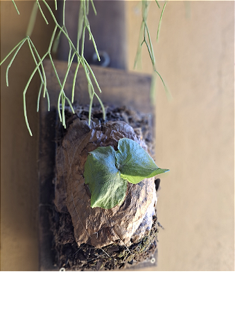 Platycerium Horn's Surprise