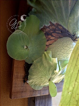 Platycerium Elemaria