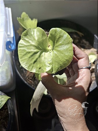 Platycerium Ridleyi Singapura