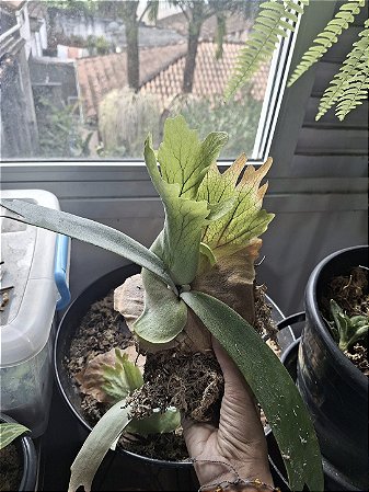 Platycerium Willinckii Gigante do Emílio (corte)