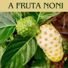 Fruta Noni Medicinal Orgânico 1 Kilo Frutas Resfriadas