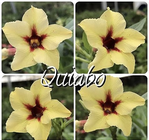 Quiabo
