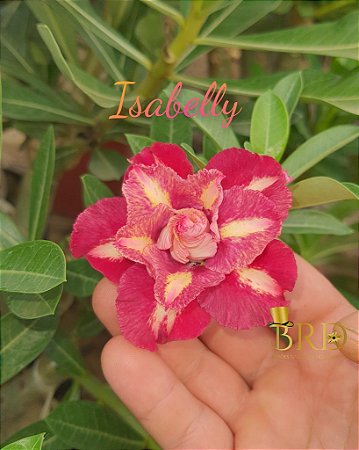 Isabelly Pendente