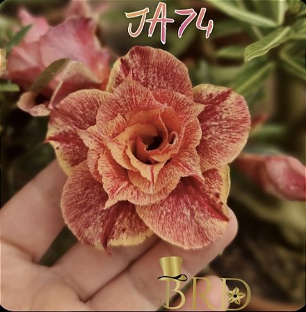 JA 74