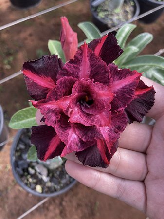 Violeta Perfumada
