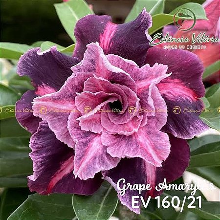 Grape Amarilis