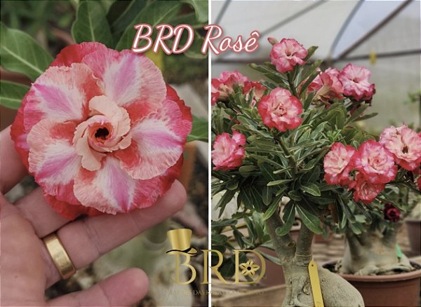 BRD ROSÊ