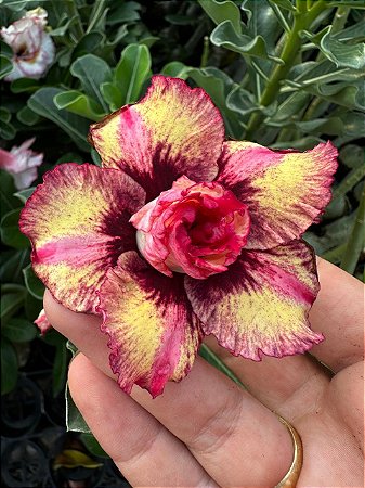 Manga Rosa Pendente