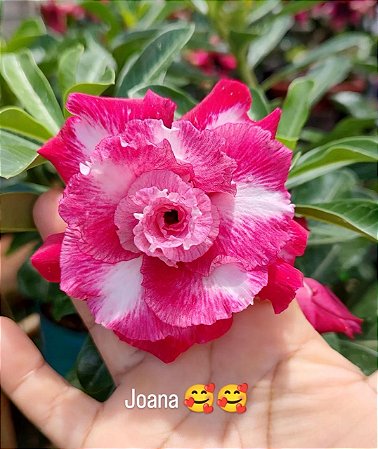 Joana