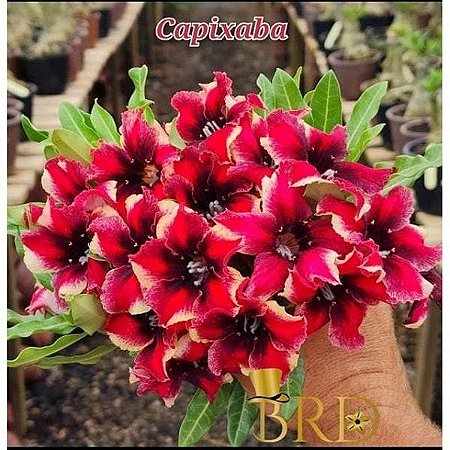 Capixaba Buquê