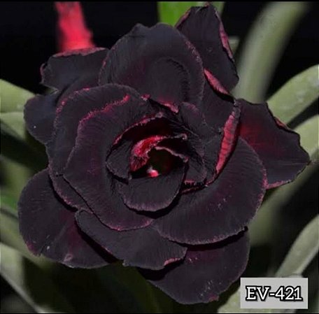 EV 421