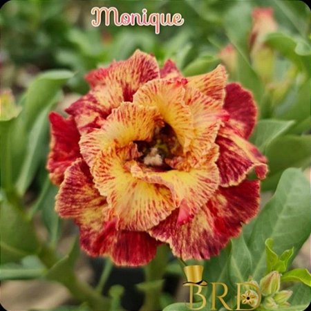 Monique