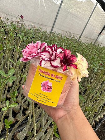 Floração Da Rutty 500g (Passou