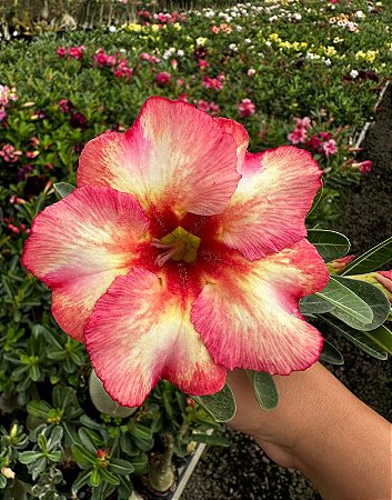 Tapioquinha Variegata Buquê