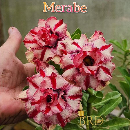 Merabe Perfumada