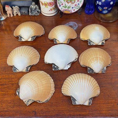 Conjunto de Conchas de Vieiras Naturais.