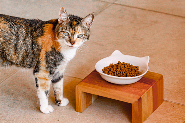 Comedouro para gatos