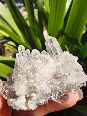 Drusinha de Cristal família