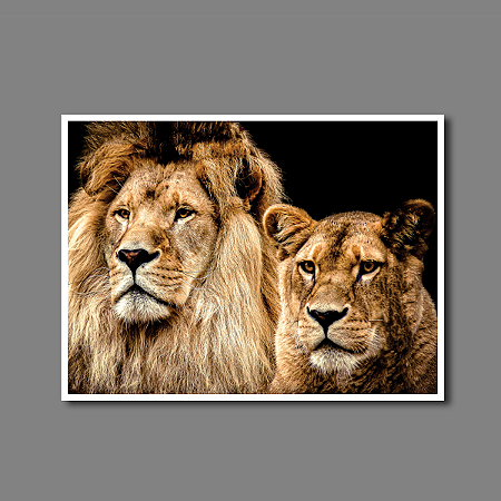 Quadro Decorativo Casal de Leões na Horizontal