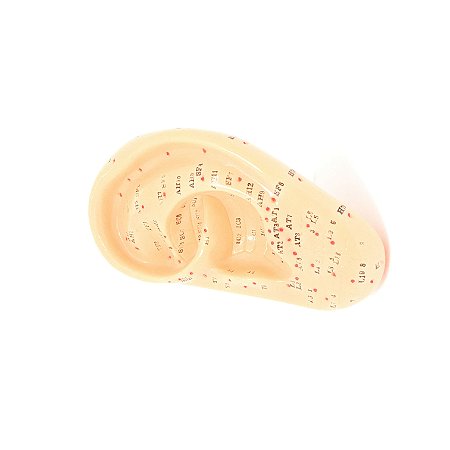 Modelo de Orelha Acupuntura  - 13cm