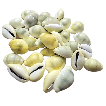 Búzios Gema Fechado - Pacote Com 100g - Natural