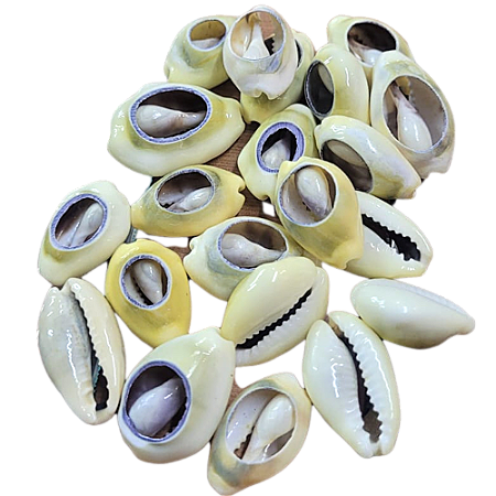 Búzios Gema Aberto - Pacote Com 100g - Natural