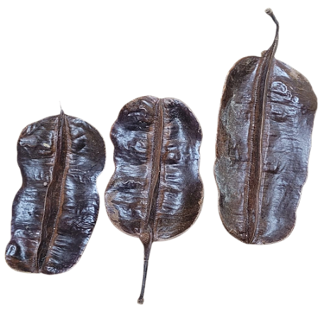 Fava De Aridan Africana - Unidade