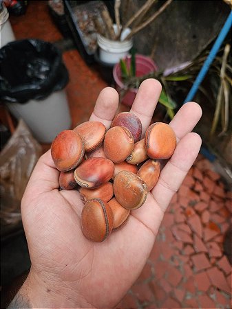 Semente De Olho De Boi Natural Sem Furo Mucunã