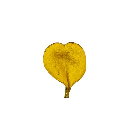 Fava De Oxum - Umbanda E Candomblé