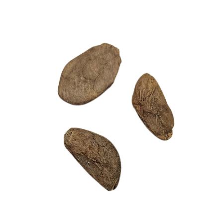 Fava De Abere - 3 Unidades