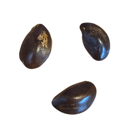 Fava De Ewa - Unidade