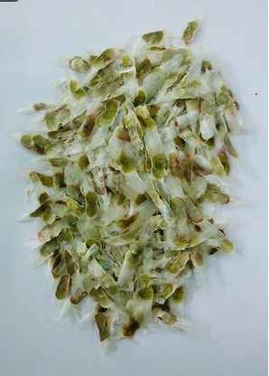 Manjericão (30 g)
