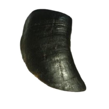 CASCO BOVINO DEFUMADO E DESIDRATADO