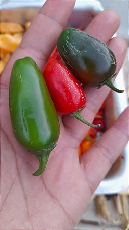Sementes pimenta jalapeno