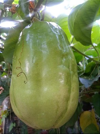 50 sementes de maracuja melão