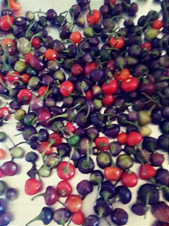 50 sementes de pimenta bode roxa