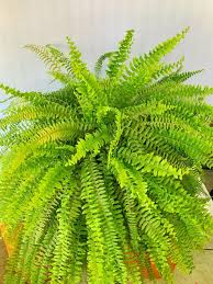 Muda de samambaia americana