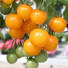 200 Sementes tomate yashi