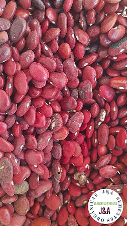 30 sementes fava vermelhs