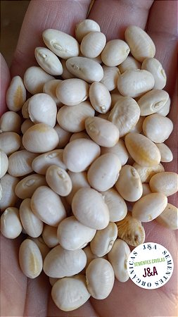 Fava branca miuda 20 sementes