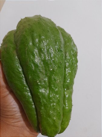 2 Mudas de chuchu verde escuro