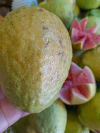 30 sementes de goiaba tailandesa