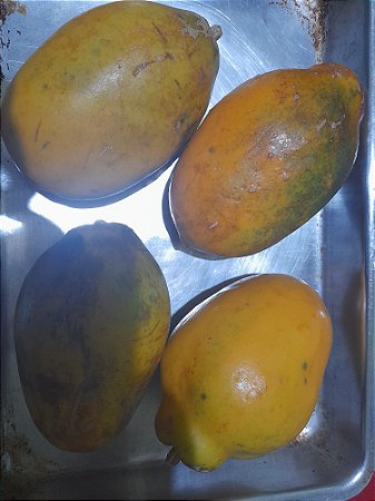 Maracuja doce  40 sementes