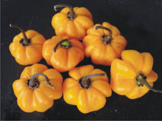 20 sementes de pimenta pitanga amarela