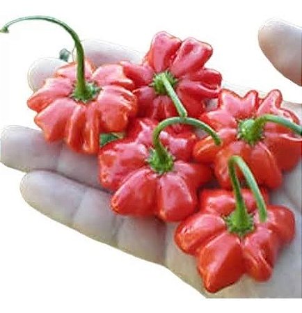 20 sementes de pimenta pitanga vermelha