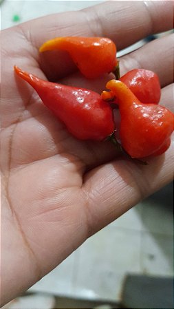 20 sementes de pimenta bicão