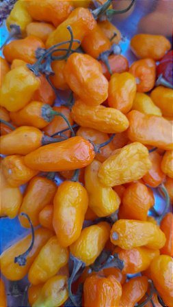 Sementes de Pimentas amarelas