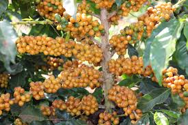 3 mudas de café catuai vermelho ou amarelo