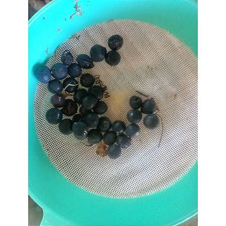15 SEMENTES DE MARACUJA PASSIFLORA SUBEROSA